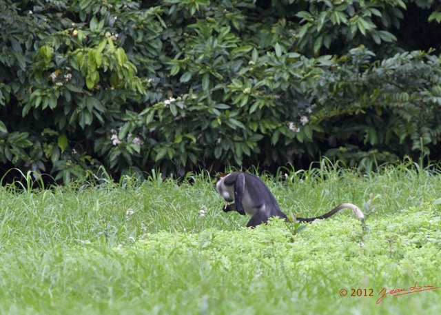 119 LOANGO Riviere Rembo Ngove Primate Cercopithecus torquatus 12E5K2IMG_78782wtmk.jpg