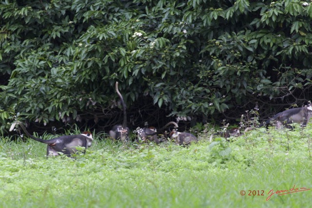 120 LOANGO Riviere Rembo Ngove Primates Cercopithecus torquatus en Colonie 12E5K2IMG_78785wtmk.jpg