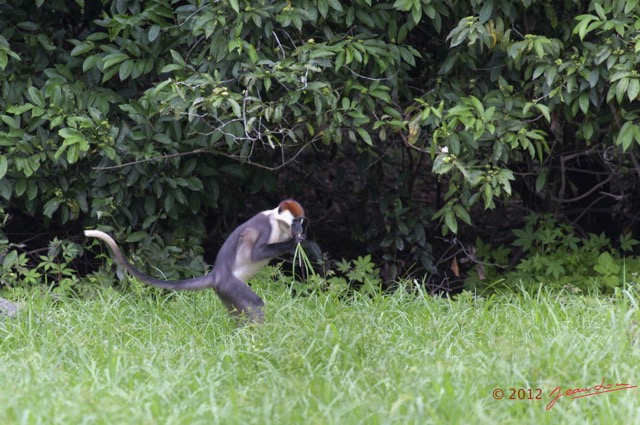 124 LOANGO Riviere Rembo Ngove Primate Cercopithecus torquatus 12E5K2IMG_78805wtmk.jpg