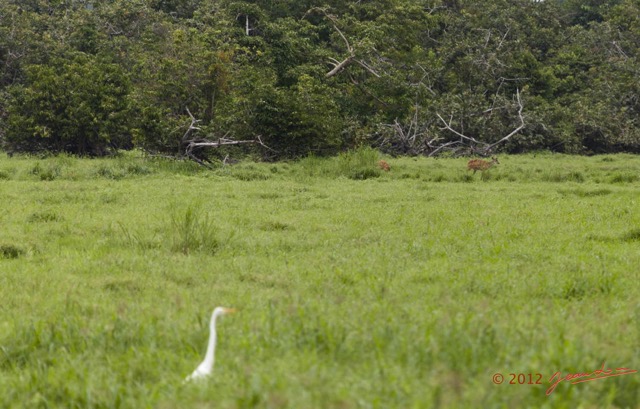 137 LOANGO Riviere Rembo Ngove Sitatunga Tragelaphus spekei Femelle avec son Petit 12E5K2IMG_78860wtmk.jpg