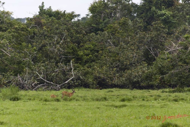 138 LOANGO Riviere Rembo Ngove Sitatunga Tragelaphus spekei Femelle avec son Petit 12E5K2IMG_78862wtmk.jpg