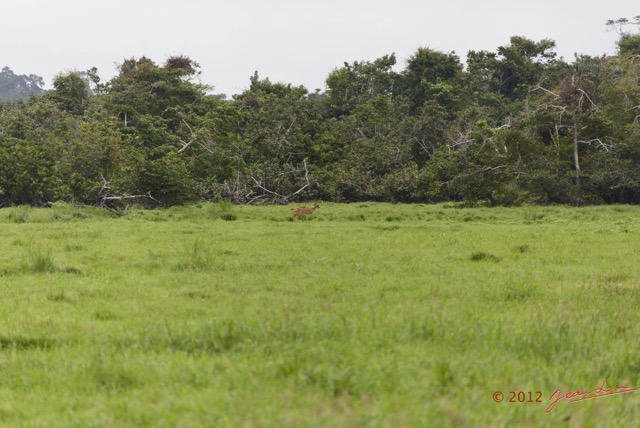 139 LOANGO Riviere Rembo Ngove Sitatunga Tragelaphus spekei Femelle avec son Petit 12E5K2IMG_78865wtmk.jpg