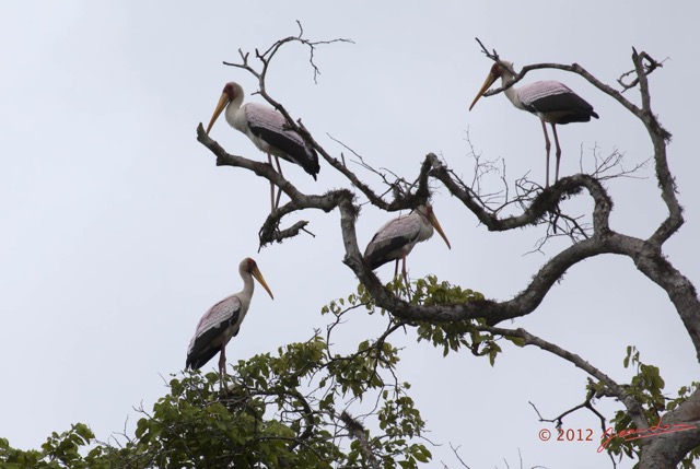 149 LOANGO Riviere Rembo Ngove Oiseau Tantale Ibis Mycteria ibis 12E5K2IMG_78906wtmk.jpg