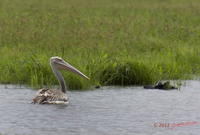 157 LOANGO Riviere Rembo Ngove Oiseau Pelican Gris Pelecanus rufescens 12E5K2IMG_78930awtmk.jpg