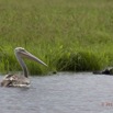 157 LOANGO Riviere Rembo Ngove Oiseau Pelican Gris Pelecanus rufescens 12E5K2IMG_78930awtmk.jpg