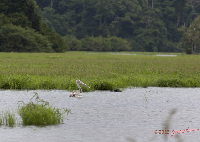 158 LOANGO Riviere Rembo Ngove Oiseau Pelican Gris Pelecanus rufescens 12E5K2IMG_78930wtmk.jpg