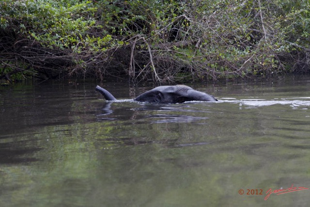 163 LOANGO Riviere Rembo Ngove Elephant Loxodonta africana cyclotis Nageant 12E5K2IMG_78939wtmk.jpg