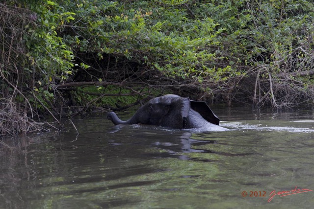 164 LOANGO Riviere Rembo Ngove Elephant Loxodonta africana cyclotis Nageant 12E5K2IMG_78941wtmk.jpg