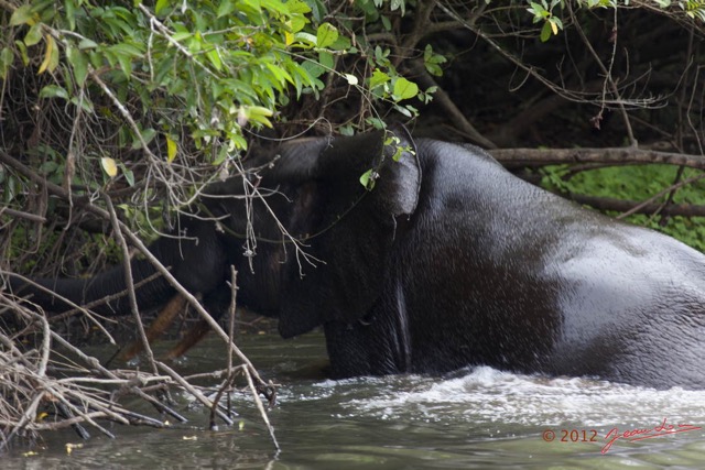 165 LOANGO Riviere Rembo Ngove Elephant Loxodonta africana cyclotis Nageant 12E5K2IMG_78944wtmk.jpg