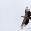 038 LOANGO Fleuve Ogooue Oiseau Palmiste Africain Gypohierax angolensis 12E5K2IMG_76852wtmk.jpg