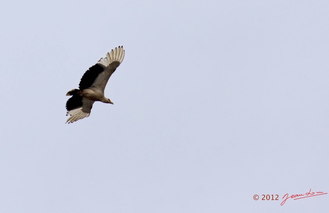 045 LOANGO Fleuve Ogooue Oiseau Palmiste Africain Gypohierax angolensis 12E5K2IMG_76874wtmk.jpg