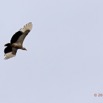 045 LOANGO Fleuve Ogooue Oiseau Palmiste Africain Gypohierax angolensis 12E5K2IMG_76874wtmk.jpg