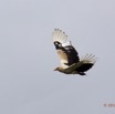 055 LOANGO Fleuve Ogooue Oiseau Palmiste Africain Gypohierax angolensis 12E5K2IMG_76885wtmk.jpg