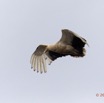 056 LOANGO Fleuve Ogooue Oiseau Palmiste Africain Gypohierax angolensis 12E5K2IMG_76886wtmk.jpg