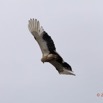 057 LOANGO Fleuve Ogooue Oiseau Palmiste Africain Gypohierax angolensis 12E5K2IMG_76887wtmk.jpg
