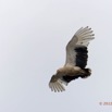 058 LOANGO Fleuve Ogooue Oiseau Palmiste Africain Gypohierax angolensis 12E5K2IMG_76894wtmk.jpg