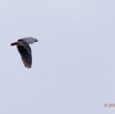078 LOANGO Fleuve Ogooue Oiseau Perroquet Gris Psittacus erithacus 12E5K2IMG_76948wtmk.jpg