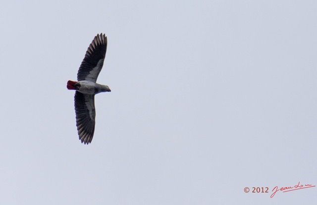 079 LOANGO Fleuve Ogooue Oiseau Perroquet Gris Psittacus erithacus 12E5K2IMG_76949wtmk.jpg