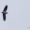 079 LOANGO Fleuve Ogooue Oiseau Perroquet Gris Psittacus erithacus 12E5K2IMG_76949wtmk.jpg
