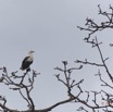 081 LOANGO Fleuve Ogooue Oiseau Palmiste Africain Gypohierax angolensis 12E5K2IMG_76956wtmk.jpg