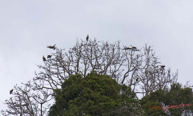 082 LOANGO Fleuve Ogooue Oiseau Palmiste Africain Gypohierax angolensis en Colonie 12E5K2IMG_76968wtmk.jpg