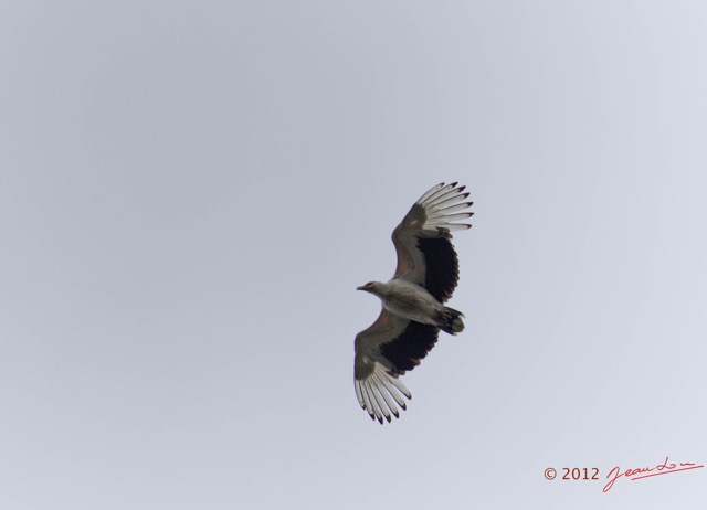 085 LOANGO Fleuve Ogooue Oiseau Palmiste Africain Gypohierax angolensis en Vol 12E5K2IMG_76976wtmk.jpg