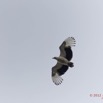 085 LOANGO Fleuve Ogooue Oiseau Palmiste Africain Gypohierax angolensis en Vol 12E5K2IMG_76976wtmk.jpg