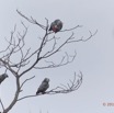 014 LOANGO Nord Oiseau Perroquet Jaco Psittacus erithacus 12E5K2IMG_77421wtmk.jpg