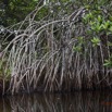 049 LOANGO Nord la Lagune Ngove Mangrove Arbre Paletuvier Rouge Rhizophora sp 12E5K2IMG_77537wtmk.jpg