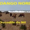 153 Titre Photos Loango Nord Crocodile-01.jpg