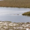 159 LOANGO Nord Trek la Lagune Lourie avec Crocodile du Nil Crocodylus niloticus 12E5K2IMG_77894wtmk.jpg