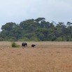 169 LOANGO Nord Trek Savane avec Elephants Loxodonta africana cyclotis 12E5K2IMG_77928wtmk.jpg