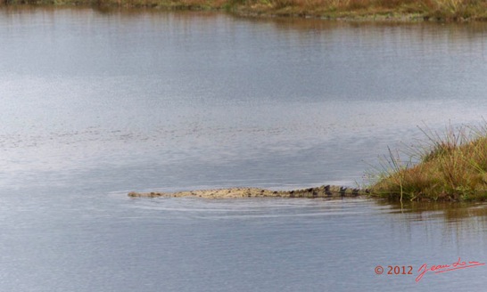 LOANGO-Nord-Trek-la-Lagune-Lourie-avec-Crocodile-du-Nil-Crocodylus-niloticus-12E5K2IMG_77893wtmk-Web