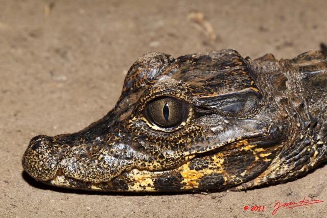 059 Moukalaba 2 MBANI Crocodile Nain Osteolaemus tetraspis 11E5K2IMG_72248wtmk.jpg.jpg