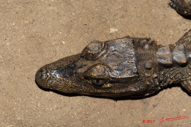 061 Moukalaba 2 MBANI Crocodile Nain Osteolaemus tetraspis 11E5K2IMG_72250wtmk.jpg.jpg