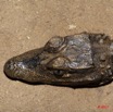 061 Moukalaba 2 MBANI Crocodile Nain Osteolaemus tetraspis 11E5K2IMG_72250wtmk.jpg.jpg