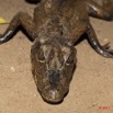 062 Moukalaba 2 MBANI Crocodile Nain Osteolaemus tetraspis 11E5K2IMG_72252wtmk.jpg.jpg