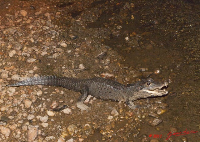 064 Moukalaba 2 MBANI Crocodile Nain Osteolaemus tetraspis 11E5K2IMG_72276awtmk.jpg.jpg
