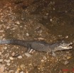 064 Moukalaba 2 MBANI Crocodile Nain Osteolaemus tetraspis 11E5K2IMG_72276awtmk.jpg.jpg