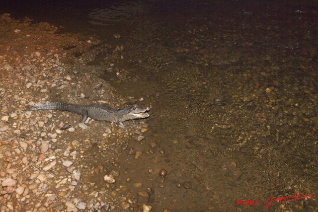 065 Moukalaba 2 MBANI Crocodile Nain Osteolaemus tetraspis 11E5K2IMG_72276wtmk.jpg.jpg