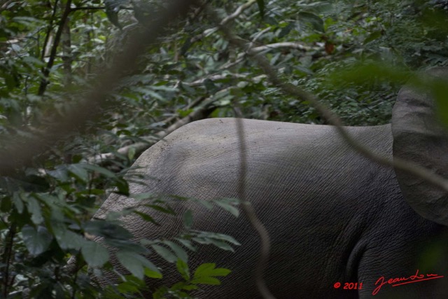 091 Moukalaba 2 MBANI Elephant en Foret 11E5K2IMG_72338wtmk.jpg.jpg