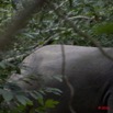 091 Moukalaba 2 MBANI Elephant en Foret 11E5K2IMG_72338wtmk.jpg.jpg