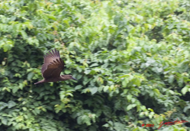 120 Moukalaba 2 MBANI Oiseau Ombrette Africaine Scopus umbretta 11E5K2IMG_72287wtmk.jpg.jpg