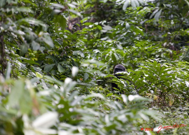 004 Moukalaba 2 DOUSSALA Gorille dans la Vegetation 11E5K2IMG_72665wtmk.jpg.jpg