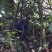 013 Moukalaba 2 DOUSSALA Gorille Femelle avec son Petit en Foret 11E5K2IMG_72748wtmk.jpg.jpg