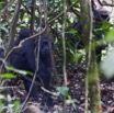 014 Moukalaba 2 DOUSSALA Gorille Femelle avec son Petit en Foret 11E5K2IMG_72750awtmk.jpg.jpg
