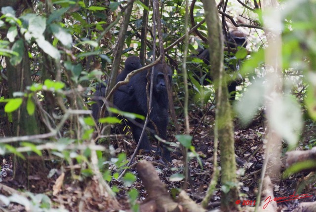 015 Moukalaba 2 DOUSSALA Gorille Femelle avec son Petit en Foret 11E5K2IMG_72750wtmk.jpg.jpg