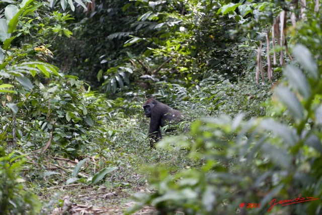 022 Moukalaba 2 DOUSSALA Gorille Femelle sur le Sentier 11E5K2IMG_72616wtmk.jpg.jpg