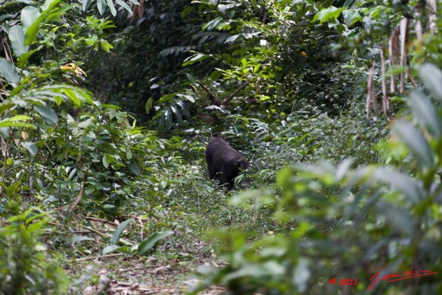023 Moukalaba 2 DOUSSALA Gorille Femelle sur le Sentier 11E5K2IMG_72621wtmk.jpg.jpg