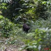023 Moukalaba 2 DOUSSALA Gorille Femelle sur le Sentier 11E5K2IMG_72621wtmk.jpg.jpg